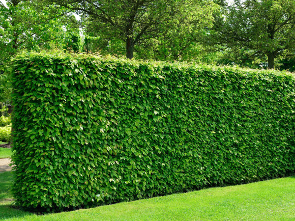 Die Hainbuche: Ein vielseitiger Baum für jeden Garten